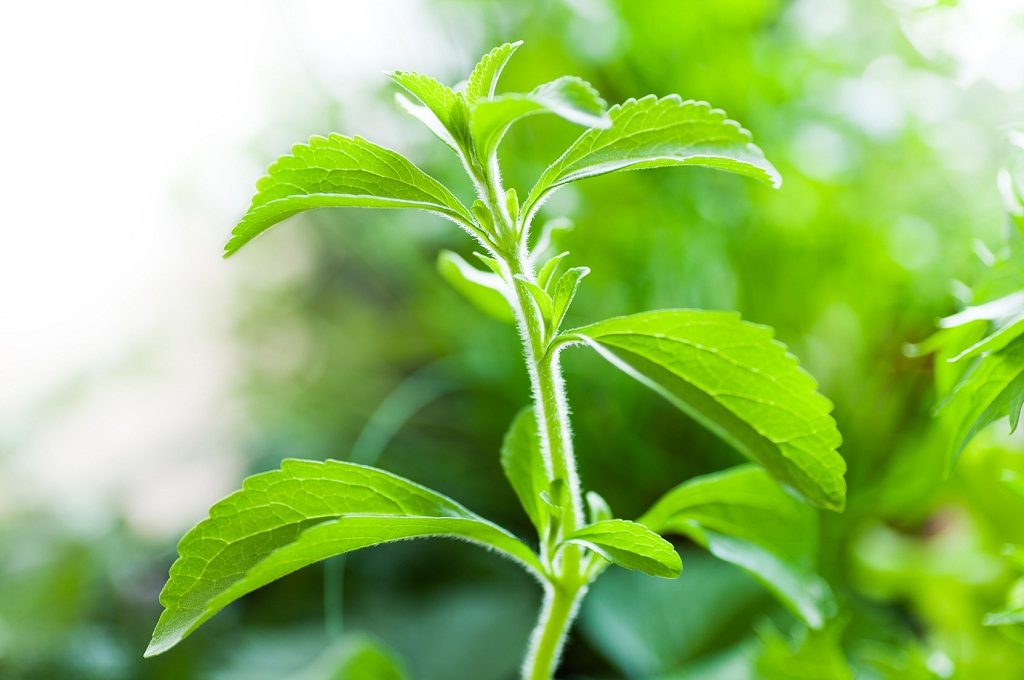 Stevia Plant- pure healthy fit